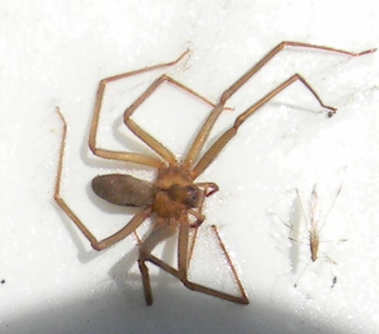 brown_recluse