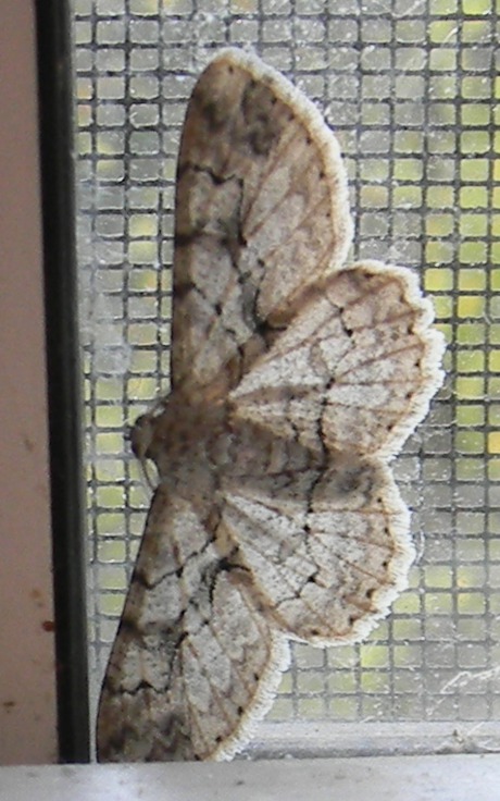 moth